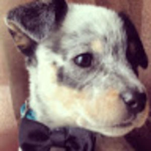 Meet your Posher, Lindsey